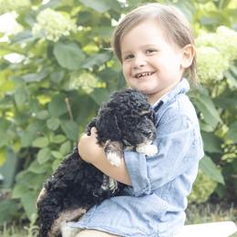 Oliver - Tri-color male Bernedoodle puppy in Columbus, Ohio from Darcy Lee's Designer Doodles