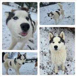 Phantom - Siberian Husky
