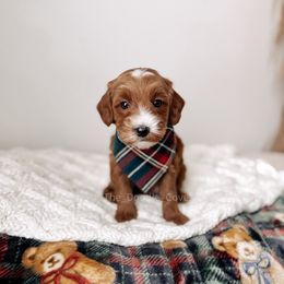Rich - RL Christmas - Red  male Goldendoodle puppy in Syracuse, Indiana from The Doodle Cove