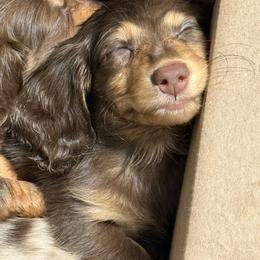 Dachshund Puppies from EntityDachs