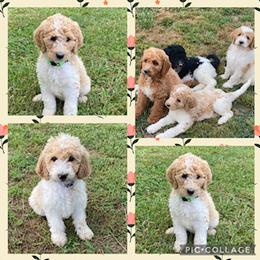Goldendoodle and Labradoodle Puppies from Blessing Labradoodles, Goldendoodles, standard and mini’s