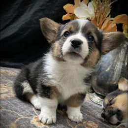 Pembroke Welsh Corgi Puppies from Conley Pembroke Welsh Corgis