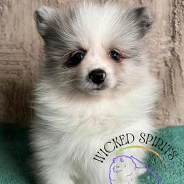 AKC BATMAN - Blue merle male Pomeranian puppy in Watkins Glen, New York from Wicked Spirits Pomeranians