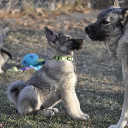 Norwegian Elkhounds from Aspen Norwegian Elkhounds