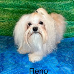 Reno - Maltese