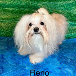Reno - Maltese