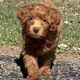 Maybelle - Red female Cavapoo puppy in Lebanon, Kentucky from Mosaic Merle Doodles