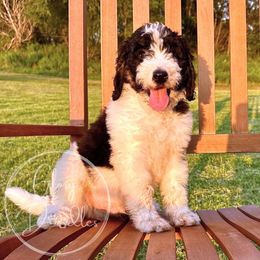 Decaf (Dusty Blue) - Tri-color male Bernedoodle puppy in Rockwall, Texas from Glory Doodles