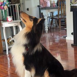 Zora - Collie