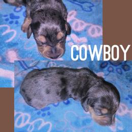 Cowboy - Dapple male Dachshund puppy in Malabar, Florida from Dicrocco's Doxies