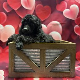 Red Boy - Phantom male Poodle puppy in Edgerton, Wisconsin from ERSA Acres Golden Retrievers...limited registration only offered, AKC Moyen and Miniature Poodles