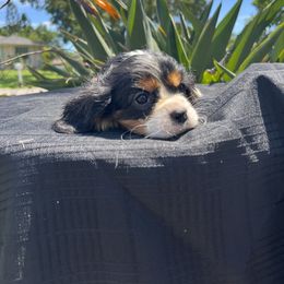 Cavalier King Charles Spaniel Puppies from Caveliers by Grace