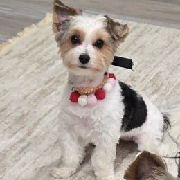 Zoè Diana Alvarado-Boyd - Biewer Terrier
