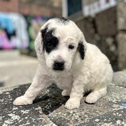 Mr. Thor - Parti male Poodle puppy in Gainesville, Florida from Pet Inn Xxweetdoodles