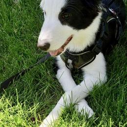 Border Collie Puppies from Cahill’s Canines