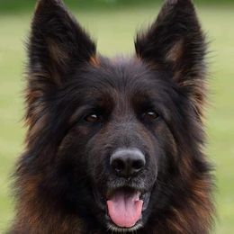 Gucci - German Shepherd