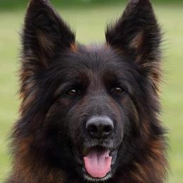 Gucci - German Shepherd