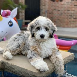 Aussiedoodle, Cavalier King Charles Spaniel, and Miniature Australian Shepherd All Grown Up from Triple Cross Aussies Triple Cross