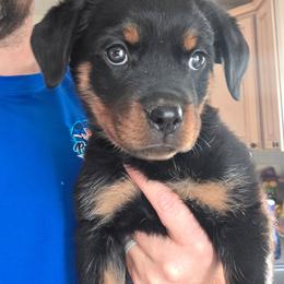 Purple - Black and mahogany female Rottweiler puppy in Preston, Connecticut from Von Turm Hügel Rottweilers
