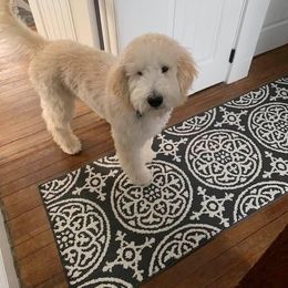 Goldendoodle Puppies from Toneytails Doodles