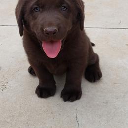 Labrador Retriever and Scottish Terrier Puppies from Stephanie Shelton's Labs and Scottish Terriers