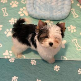 Savanah - Black tan and white female Biewer Terrier puppy in Louisiana from Maddylane Biewer Terriers