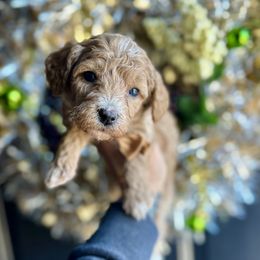 Claus - Apricot male Poodle puppy in Adolphus, Kentucky from Deerly Poodles