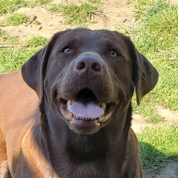 Fergie - Labrador Retriever