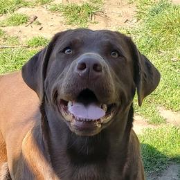 Fergie - Labrador Retriever
