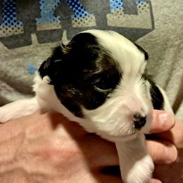 Reggie (Blue) - Piebald male Morkie puppy in Martin, Tennessee from Danza Bolo