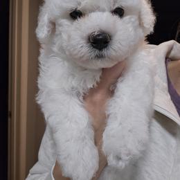 Bichon Frise Puppies from Beloved Bichon