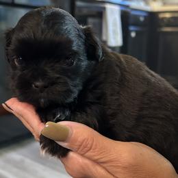 Shih Tzu Puppies from Shihtzus by Shattuck