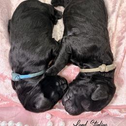 Boy 6 - male Goldendoodle puppy in Stoughton, Wisconsin from Mandi's Doodles