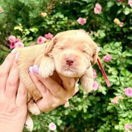 Solomon (red) - Buff male Cockapoo puppy in Denver, Pennsylvania from Greenview Puppies