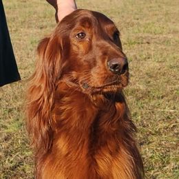 Irish Setters from Shakarri Irish Setters
