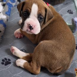 Boy 2 - Fawn male Boxer puppy in Howey In The Hills, Florida from Bayla Belle & Blossom's Boxers