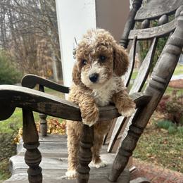Carina - Red  female Goldendoodle puppy in Mint Hill, North Carolina from DoodleForever