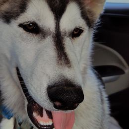 Siberian Huskies from BitchCraft Creations
