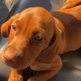 German Shorthaired Pointers and Vizslas from Six Hitch Farm