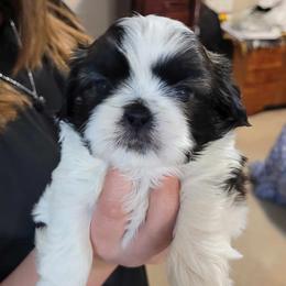 Bruno - Shih Tzu puppy in Banning, California from Chibisue Shih Tzus