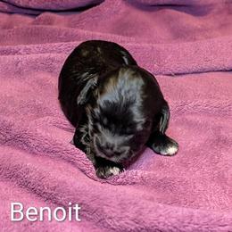 Benoit - Black and white male Cockapoo puppy in Sunset, Louisiana from Cano Cockapoos