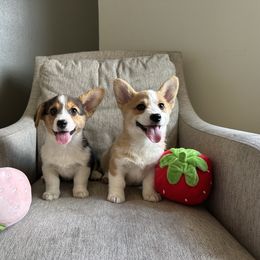 Blossom - Red female Pembroke Welsh Corgi puppy in Lebanon, Oregon from Highland Meadow Corgis