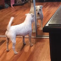 Parson Russell Terrier All Grown Up from HeartSongs Haven /Northeast Division