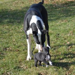 Great Dane Puppies from Ajani's Danes