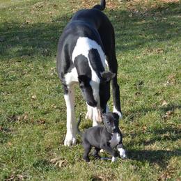 Great Dane Puppies from Ajani's Danes