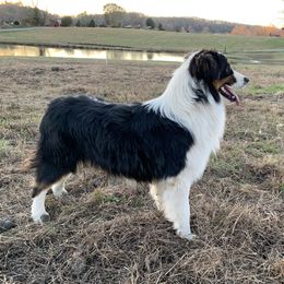 Rock - Australian Shepherd