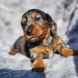 Pearl AKC 3000 - Dapple female Dachshund puppy in Lady Lake, Florida from K Rae's Dachshunds