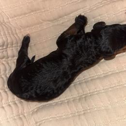 Red collar - Black male Goldendoodle puppy in Cape Coral, Florida from Magnolia Doodles co.