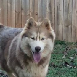 Mocha - Siberian Husky