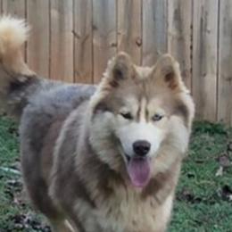 Mocha - Siberian Husky